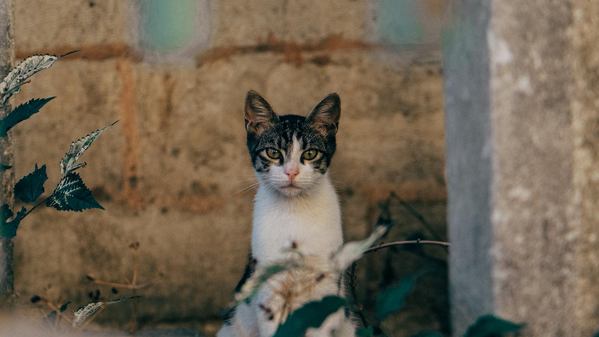 pexels-photo-27547350